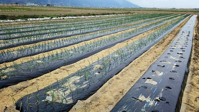 3月19日　ネオアースともみじ