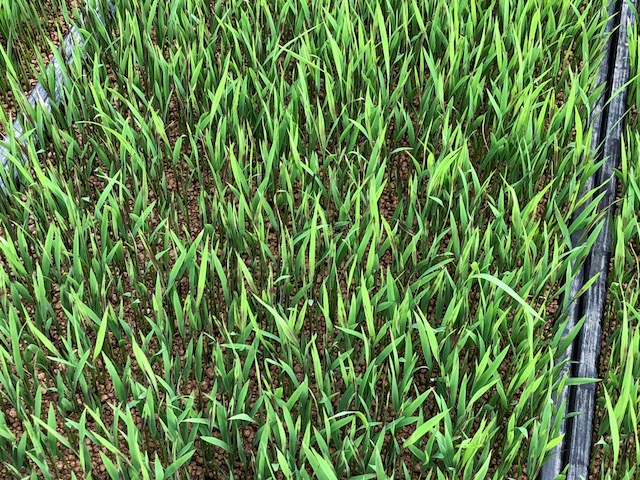 4月12日 黒米