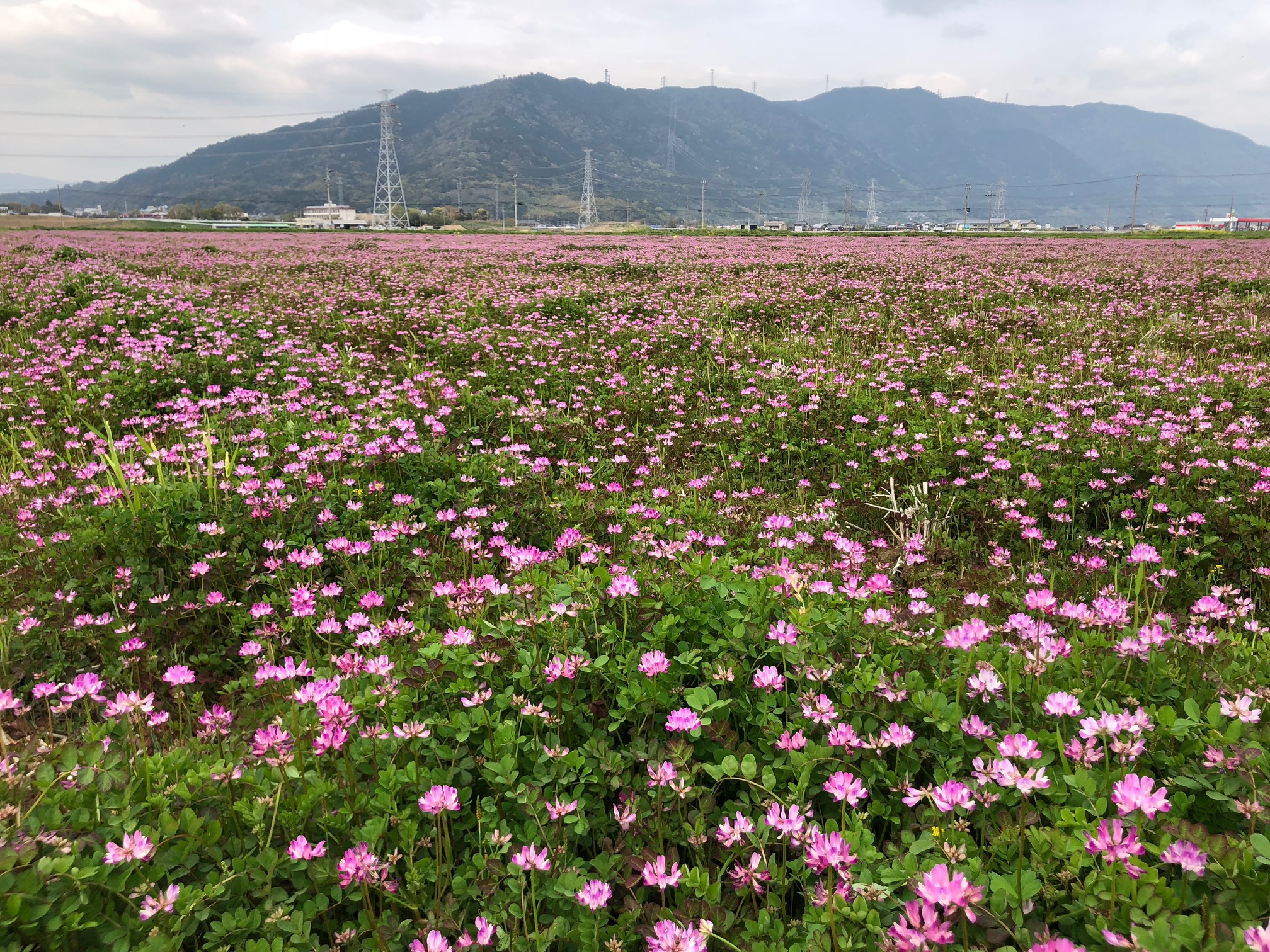 4月19日　レンゲ畑