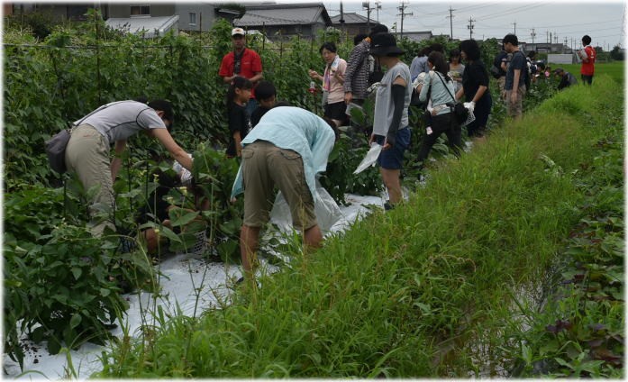 7月7日　稲の観察会と案山子作り