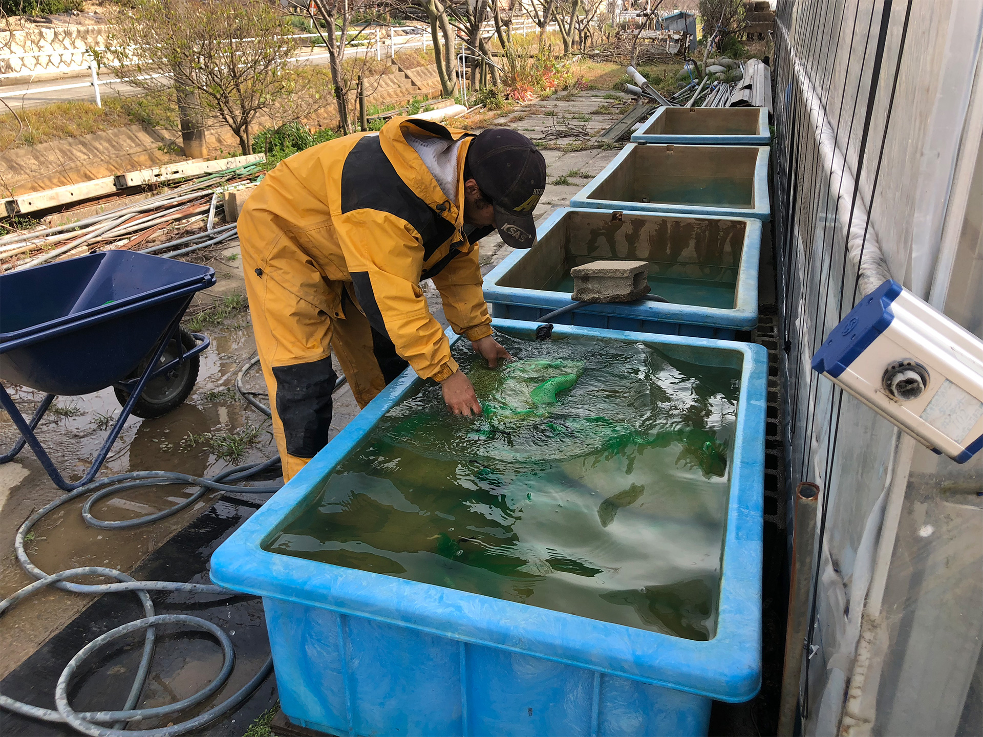 3月9日　温湯消毒