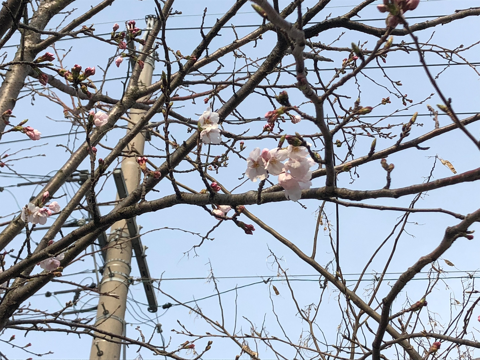 桜？