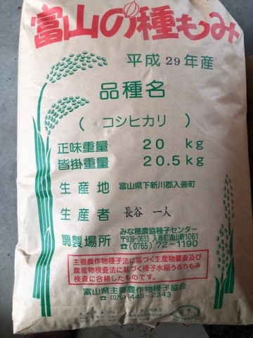 3月23日 コシヒカリ種蒔き