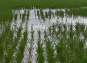 rice2016_img009