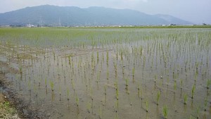 rice2016_img010