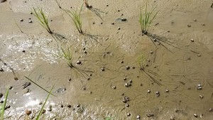rice2016_img011
