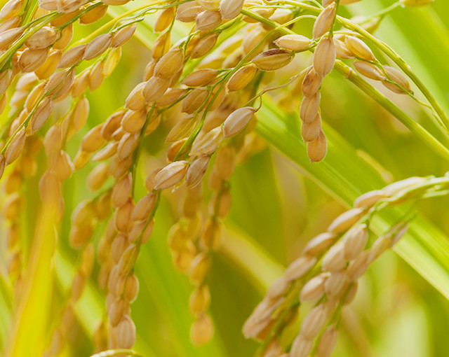 鷲野農産では栽培方法や有機肥料にこだわり、美味しいお米・野菜を育てています。