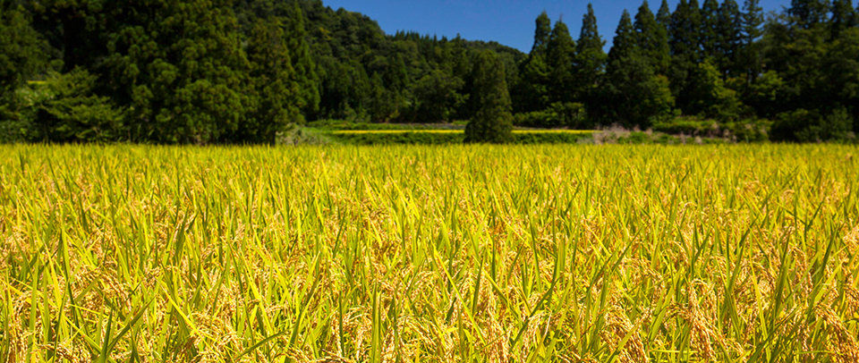 鷲野農産の米作り