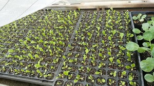 vegetable2016_img030