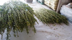 vegetable2016_img032