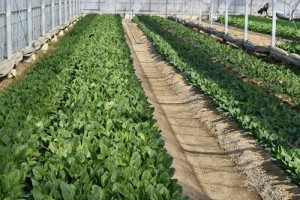 vegetable2016_img090