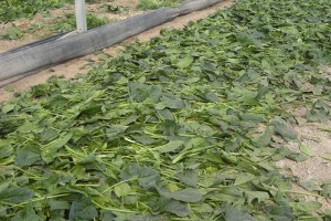 vegetable_img012